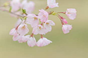 愛宕山の桜.jpg