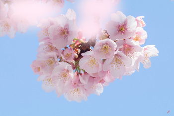 早咲きの桜.jpg