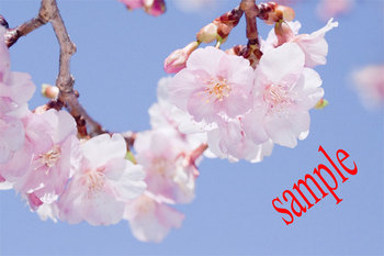 桜　.jpg